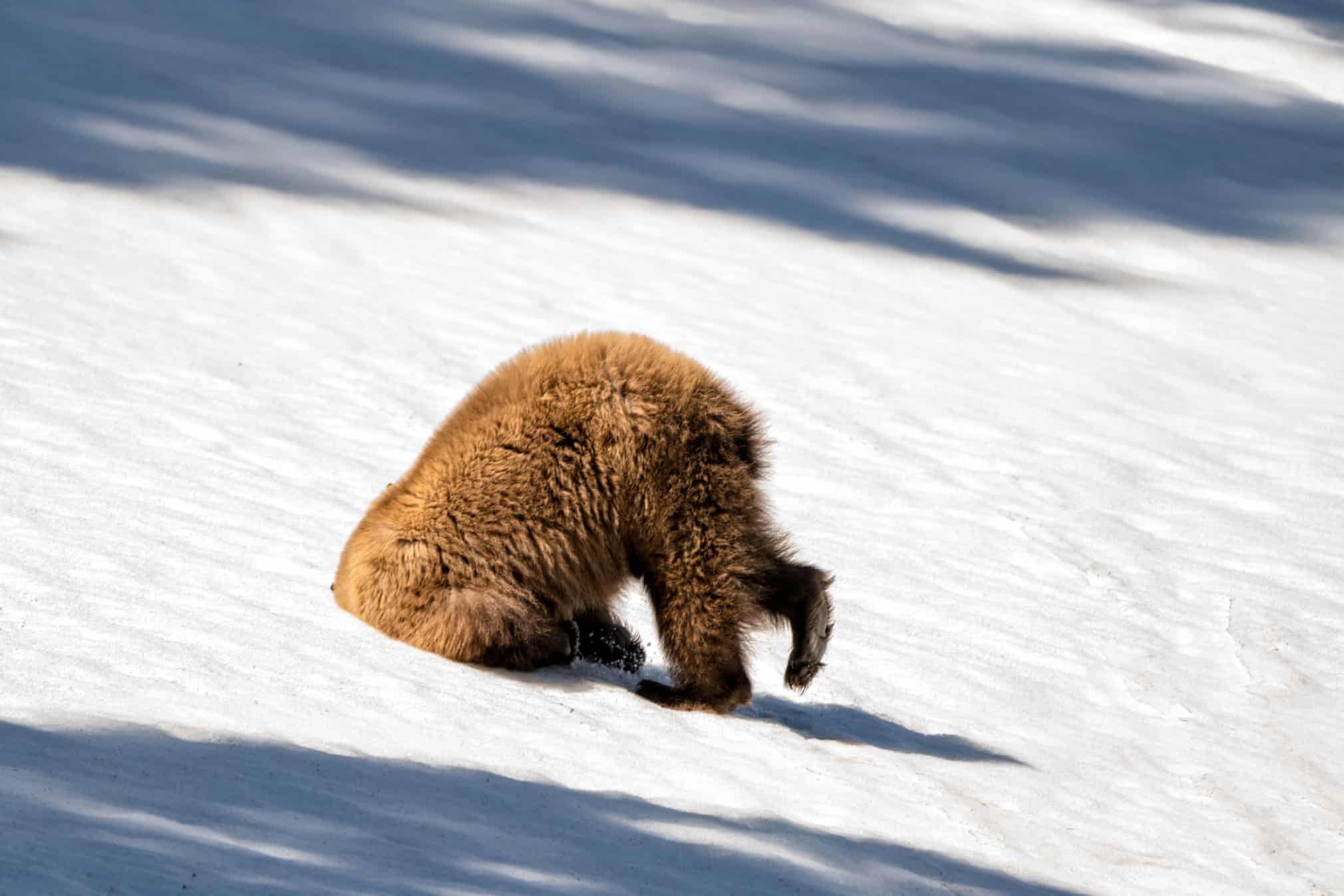Bear with its head stuck in the snow and its butt in the air.